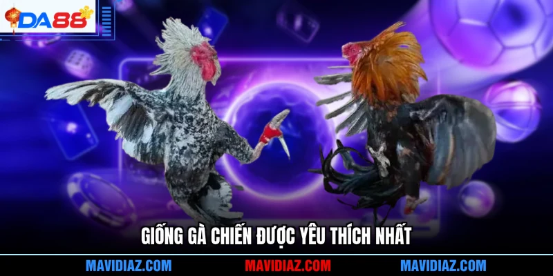 Giống gà chiến được yêu thích nhất